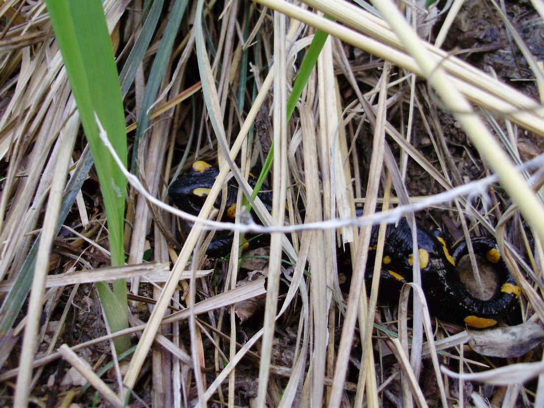 Popolazione di S. salamandra molto numerosa